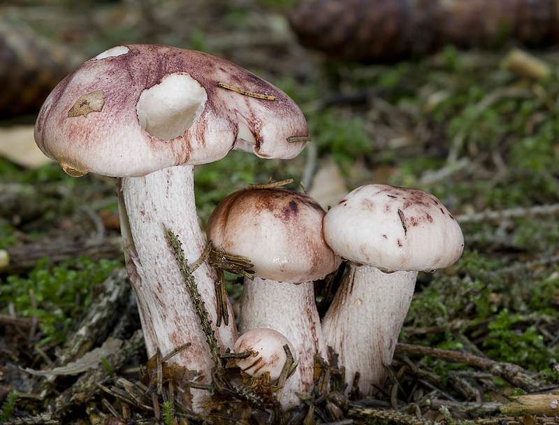 Hygrophorus erubescens